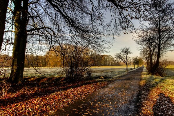 Foto parque otoño hoja caída día soleado