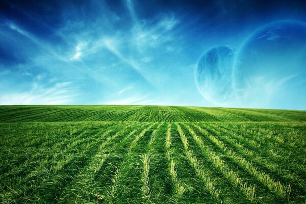 Fields of greenery under a blue sky