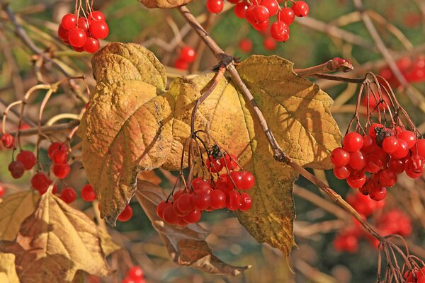 Rote Viburnum Beeren im Herbstwald