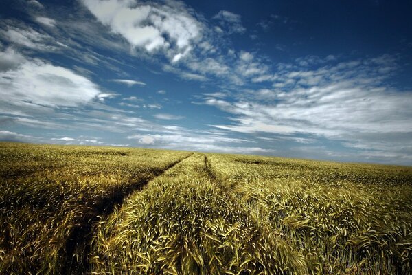 Il campo di grano conduce al cielo