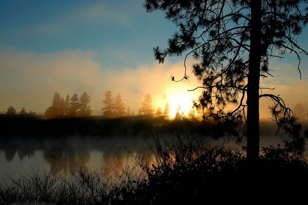 Misty dawn on a forest lake