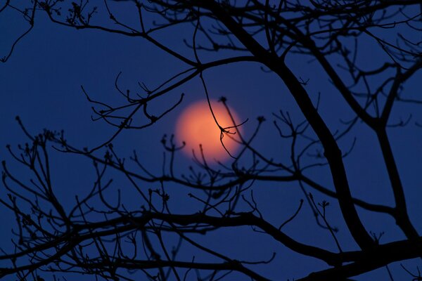 Pomarańczowy księżyc w gałęziach drzewa