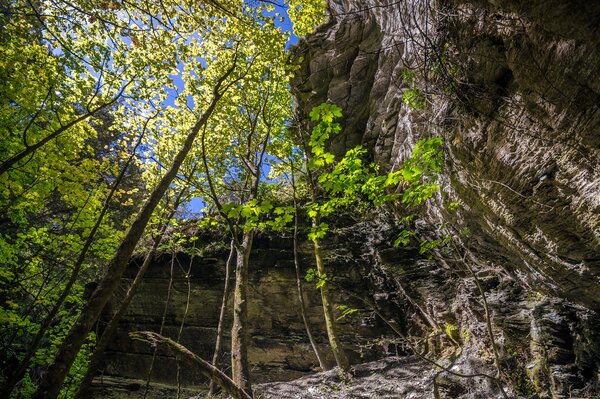 Felsen im Wald von Arrowtown in Neuseeland