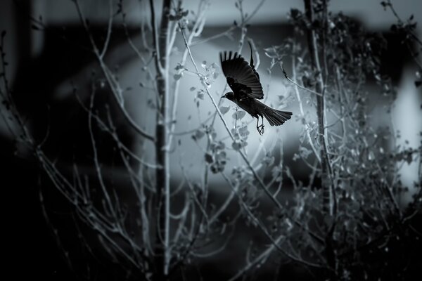 Ein düsterer Wald und ein einsamer Vogel