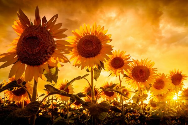 Les tournesols ensoleillés baignent dans les rayons du soleil