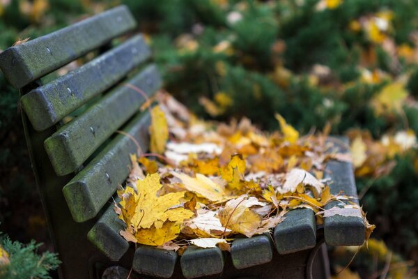 Banco oscuro, banco de follaje, finales de otoño