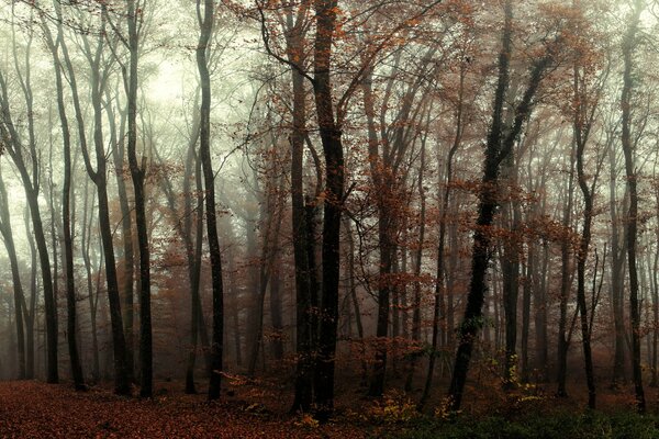 Sombrío bosque de otoño brumoso