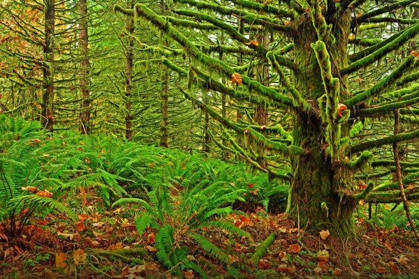 Boschetto verde, boschetti di muschio e alberi