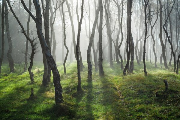 La lumière traverse les arbres dans la forêt