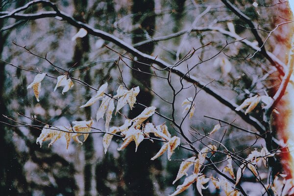 An almost flown autumn bush