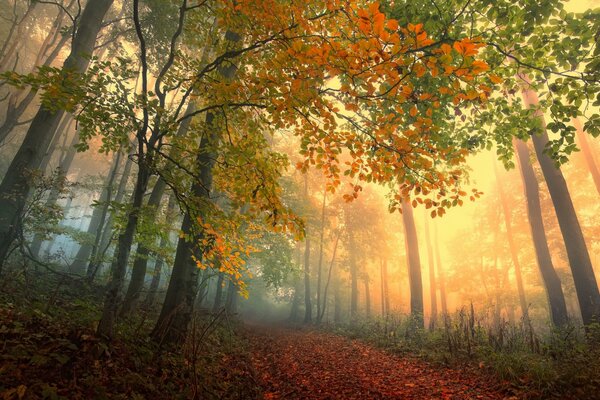 Herbstwald im Nebel