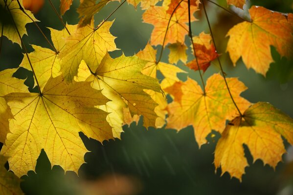 Riprese macro fogliame autunnale