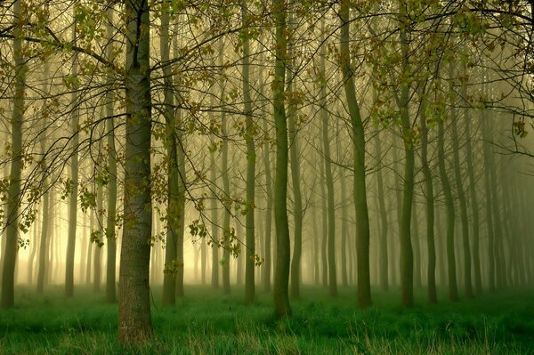 Light fog in a green grove