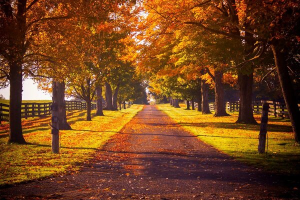 Autumn forest in the park