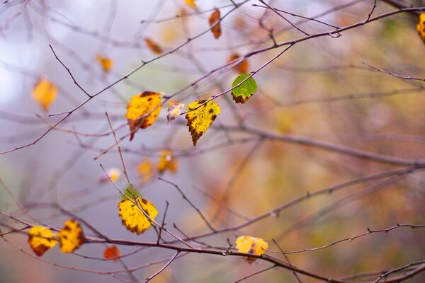 Autumn leaves tremble in the wind