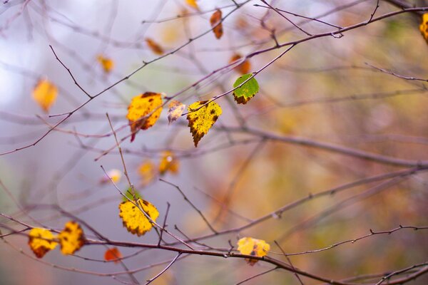 Las hojas de otoño tiemblan en el viento