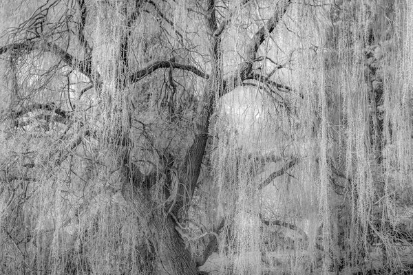 Sur un grand vieux arbre, les branches sont lâchées au fond