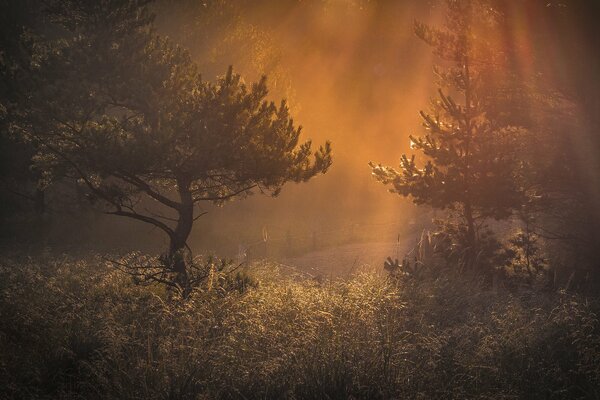 Forêt et brume. Matin