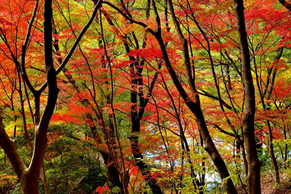 El carmesí del otoño en pleno apogeo de la belleza