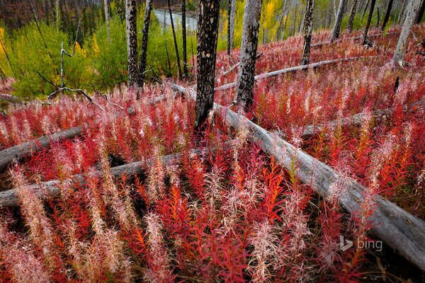 Red grass in the fairy forest