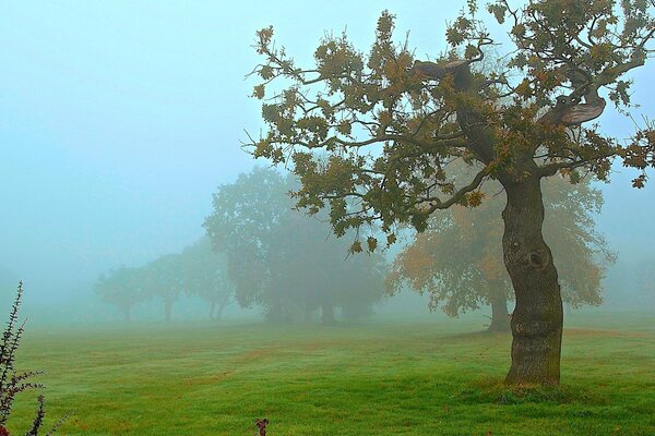 El día de otoño llenó de niebla el claro