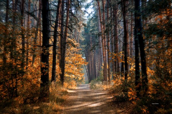 The road home through the autumn forest