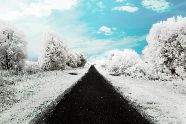 Winter road , snow - covered trees