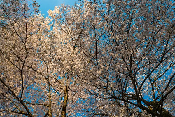 Arbre à fleurs au début du printemps