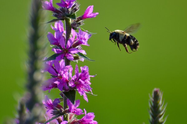 Insekten-Hummel fliegt zur violetten Blume