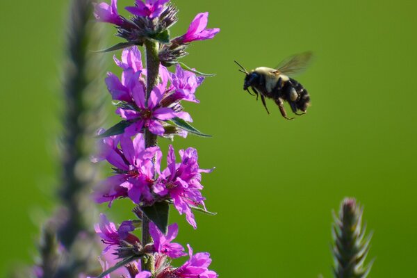 The bumblebee insect flies to the purple flower