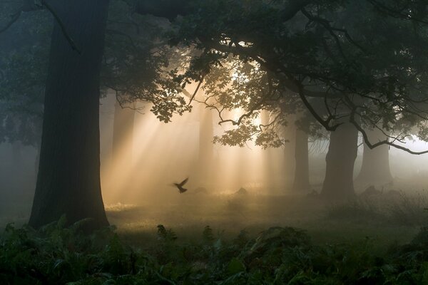 La luz del sol de la mañana a través de los árboles