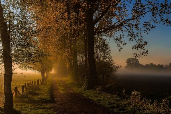 Route du matin dans le brouillard d automne dans la forêt