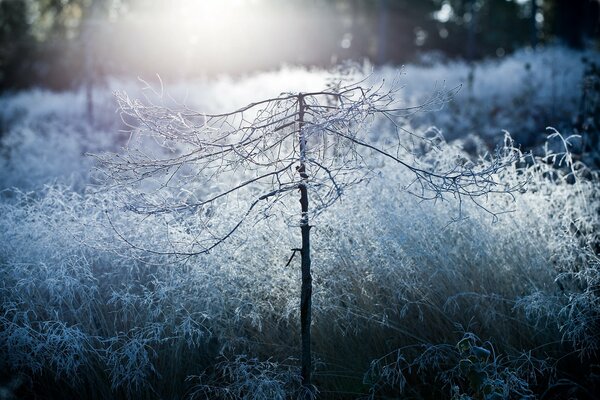 Givre sur les plantes comme la neige