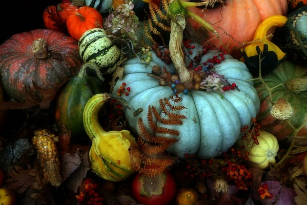 Récolte d automne. Citrouilles multicolores. Nature morte d automne