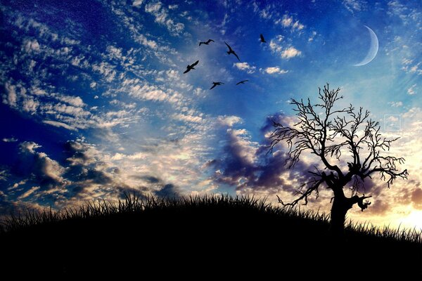 Baum auf Dämmerungshimmel Hintergrund