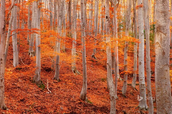 Árboles en follaje, follaje de color naranja brillante, hojas al pie de los árboles