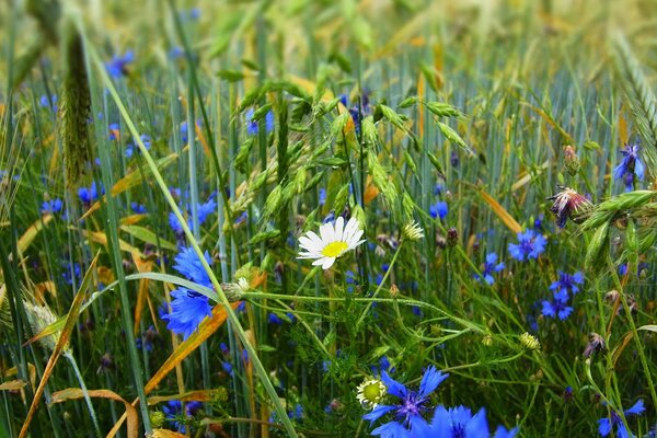 Kamille und Kornblumen auf einer Sommerwiese