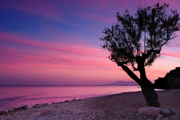 Rencontre d un coucher de soleil de lavande près d un arbre solitaire