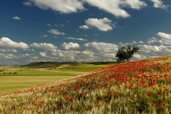 Sky with clouds over hills with poppies