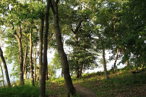 Sentiero attraverso la foresta soleggiata