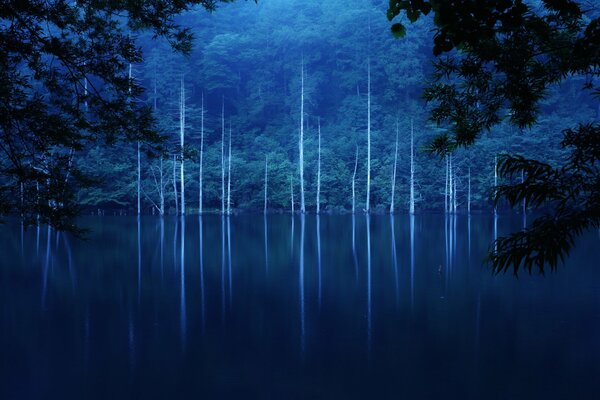 The slope of the lake in the forest on a foggy night