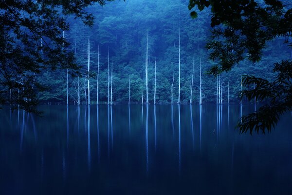 Ladera del lago en el bosque por la noche brumosa