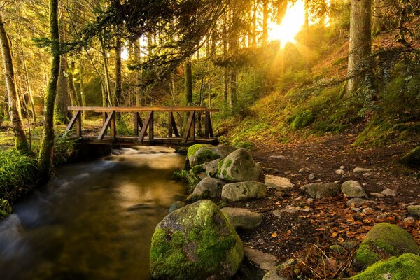 The play of light among the trees in the forest