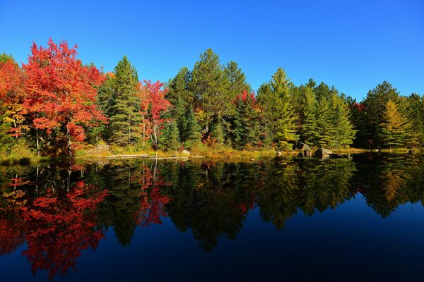 See im Wald, bunte Bäume, klarer Himmel, schöner Herbst