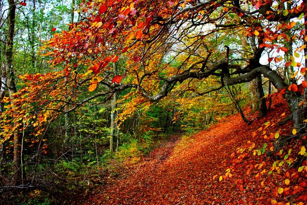 Bella foresta all inizio dell autunno