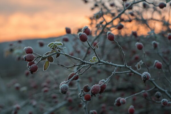 Frost auf den Zweigen der Herbstfrucht