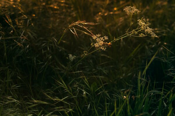 Grass at sunset