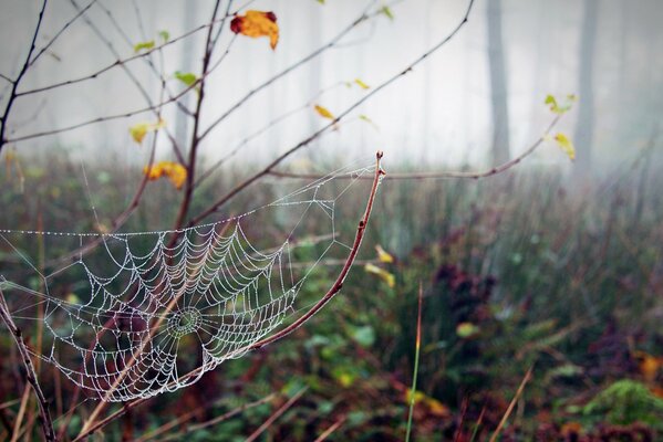 Ragnatela in gocce di rugiada nella foresta d autunno