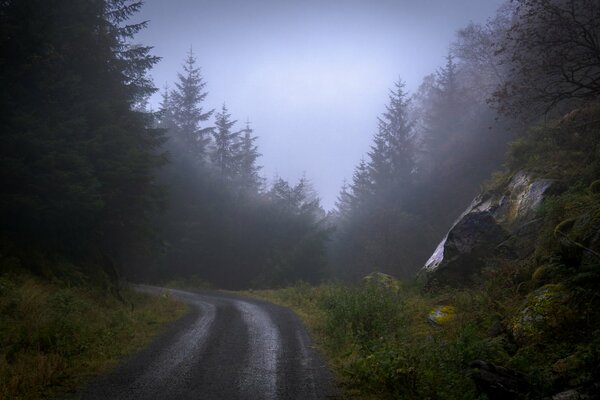 Die Straße im Wald ist mit Nebel bedeckt