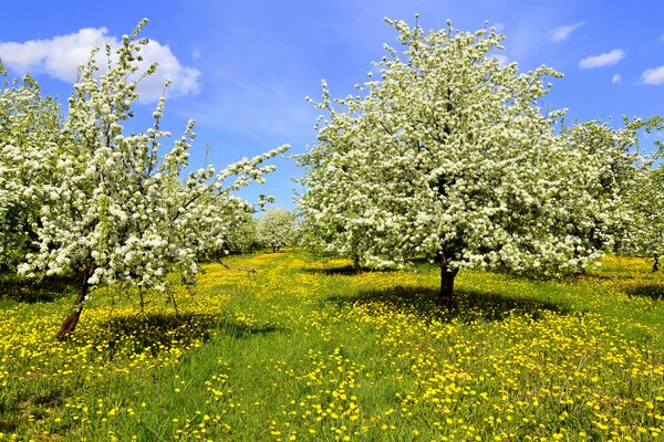 Spring glade. Dandelion field